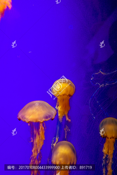 發(fā)光水母,漂浮水母,漂亮的水母