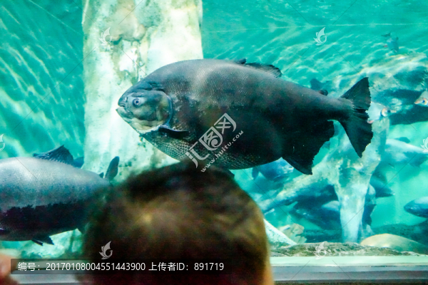 海底世界,海底魚群