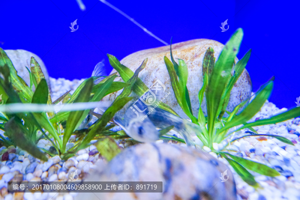 海底世界,海底魚群