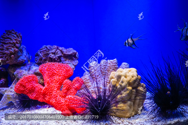 魚(yú)缸背景圖,珊瑚,魚(yú)缸造景