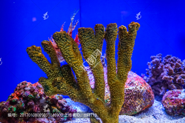 魚缸背景圖,珊瑚,魚缸造景