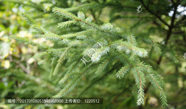 樹