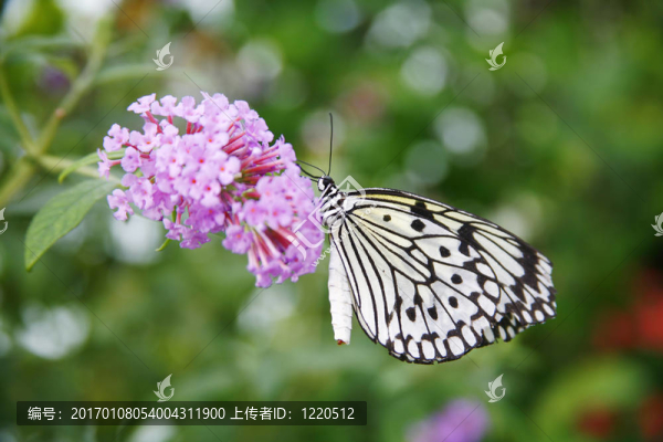 蝴蝶