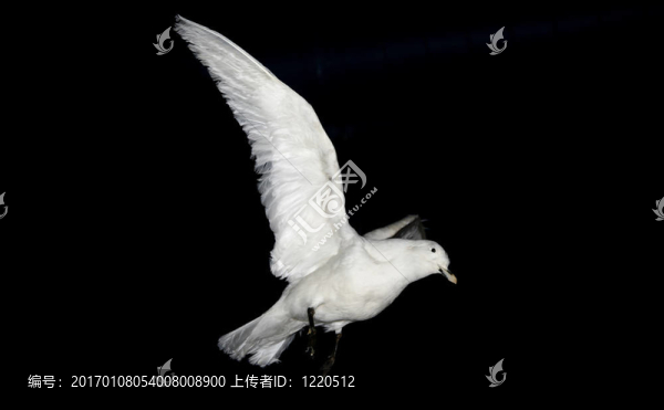 鳥