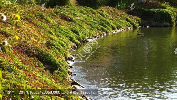 郁郁蔥蔥的海岸線