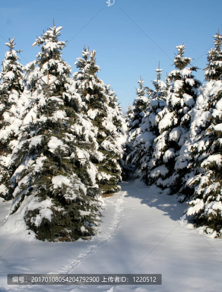 雪常青路