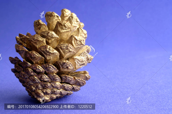 松樹(shù)的球果