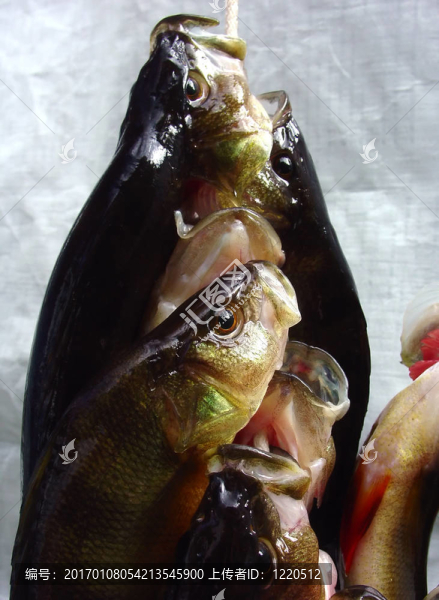 魚