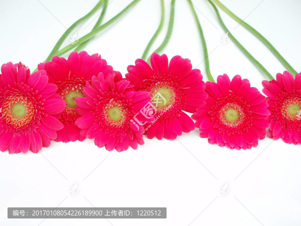 紅太陽(yáng)