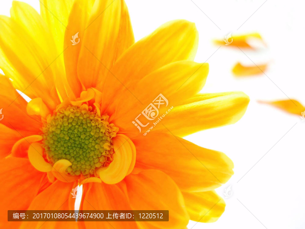 黃色和橙色的chrystanthemum