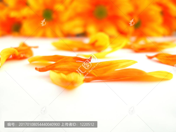 黃色和橙色的chrystanthemum