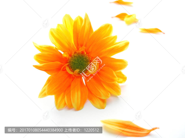 黃色和橙色的chrystanthemum