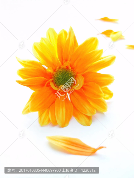 黃色和橙色的chrystanthemum