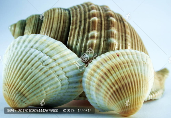 貝殼貝殼