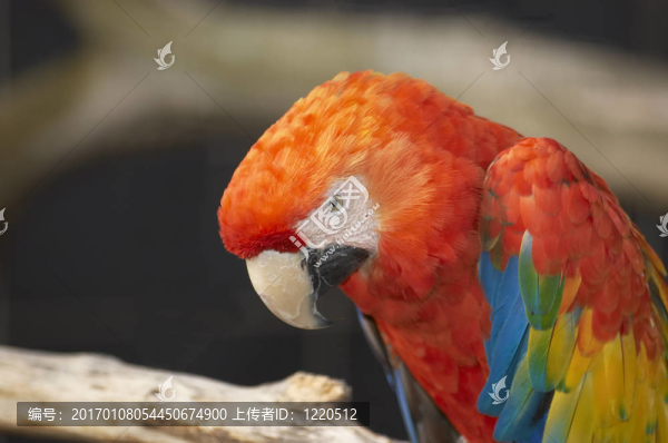 紅金剛鸚鵡