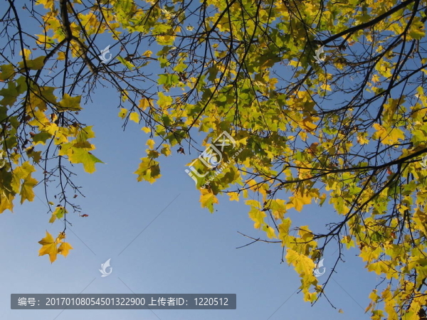 葉子和天空