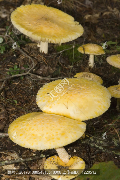 蘑菇