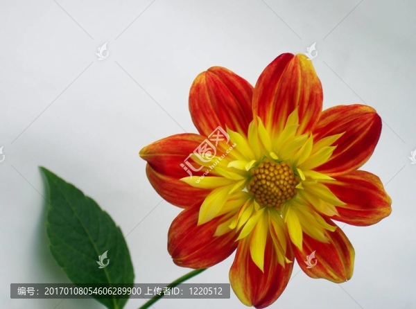紅黃色花1