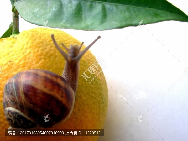 蝸牛和橙色