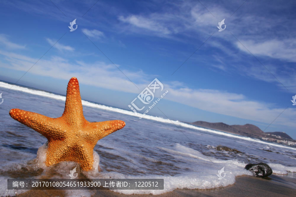 海星