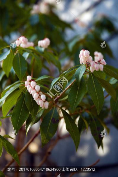 Pieris,japonica（仙女）