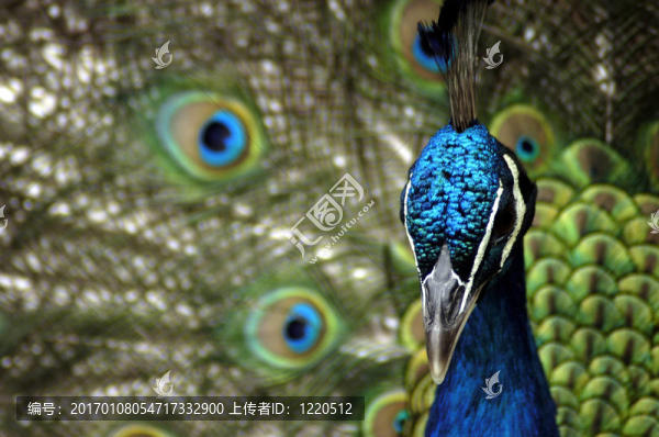 動(dòng)物-印度藍(lán)孔雀（Pavo,Cristatus）