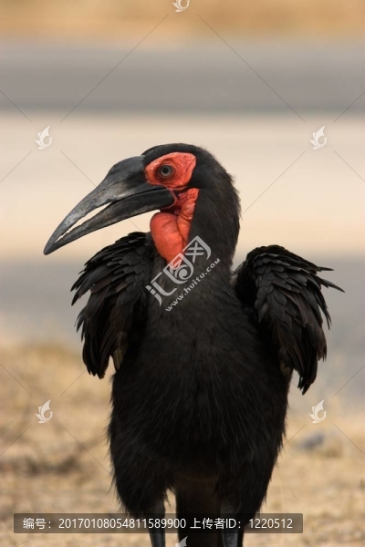 土犀鳥