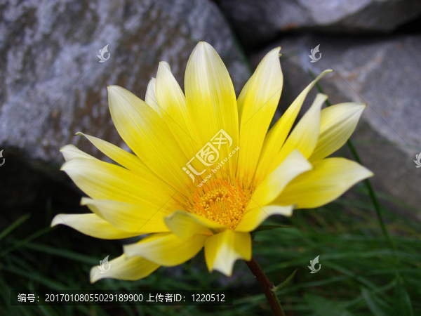 黃色的花2