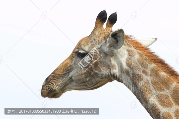 長頸鹿
