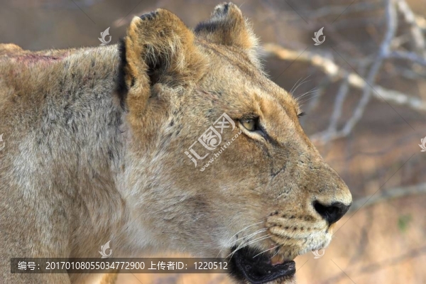 母獅