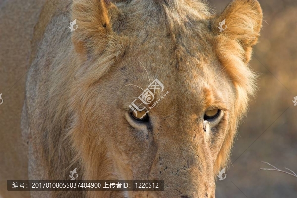 雄性的獅子
