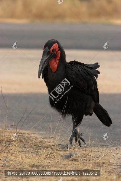 土犀鳥