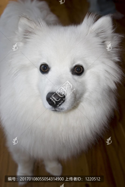 愛斯基摩犬