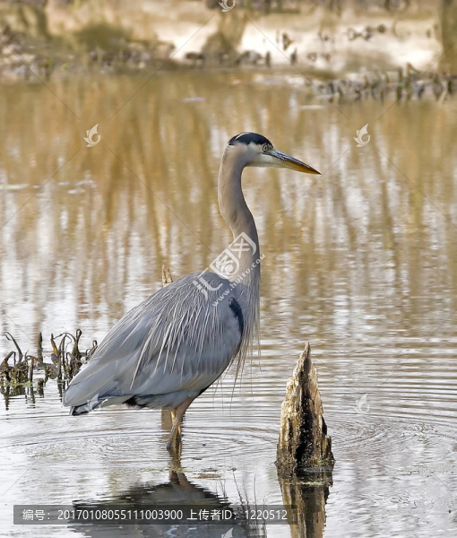 大藍(lán)鷺-匯圖網(wǎng) www.fosd68.com 大藍(lán)鷺