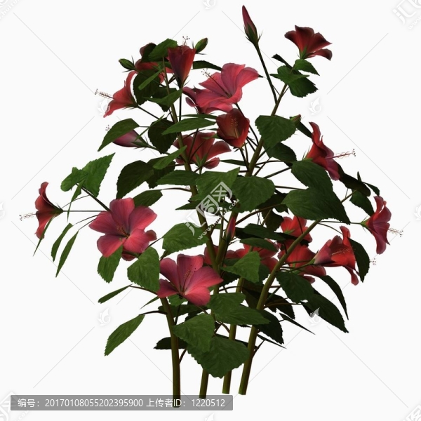 木槿