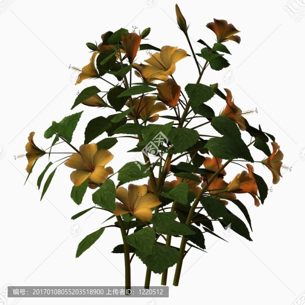木槿