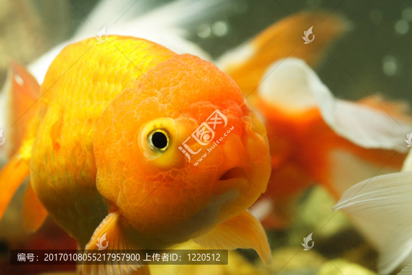 獅子頭金魚