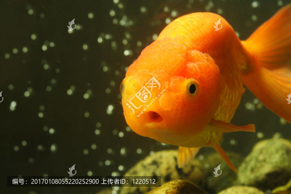 獅子頭金魚