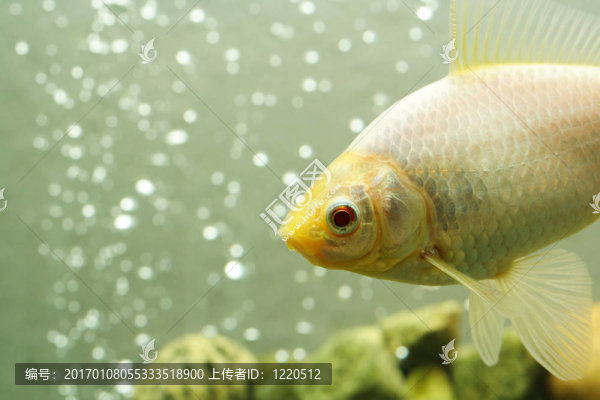 金魚