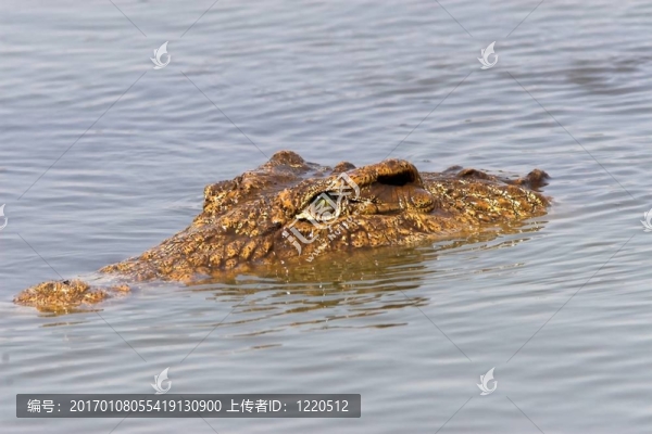 鱷魚頭