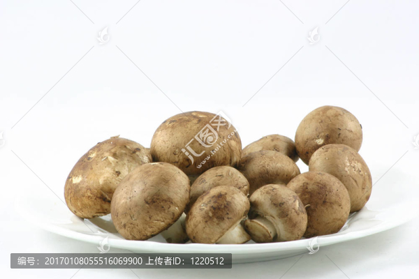 板栗蘑菇