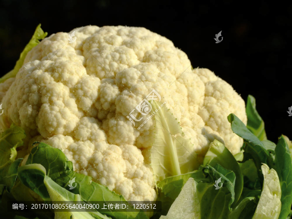 菜花