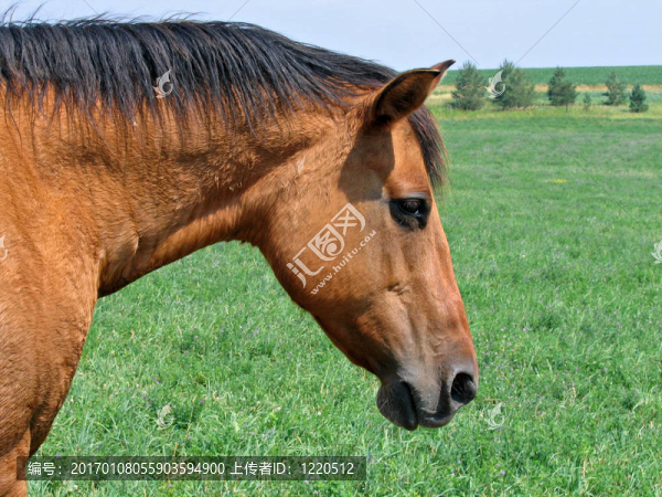 季度的母馬