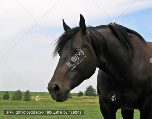 黑色的馬