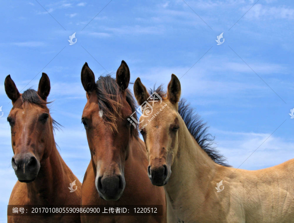 三季度的馬