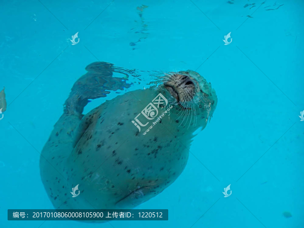 港海豹