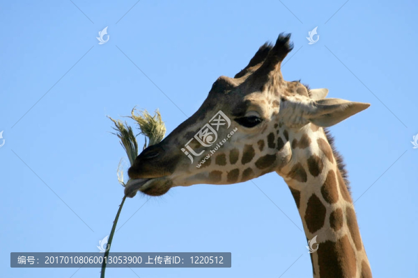 長頸鹿