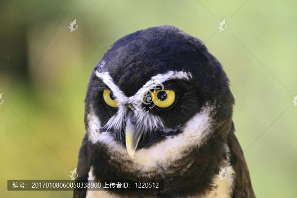 眼鏡鸮