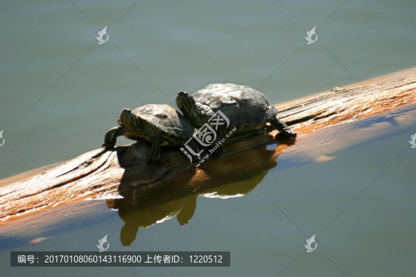 海龜