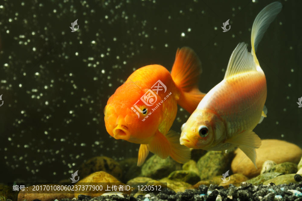 奇特的金魚